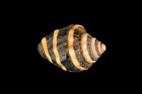 藏品(斑馬峨螺)的圖片